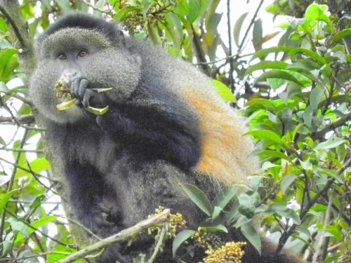 Gorilla trekking Tour and Golden Monkey Tour in Rwanda