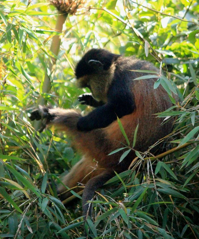 Golden Monkey Tracking in Volcanoes National Park Rwanda With Rwagasabo Safaris