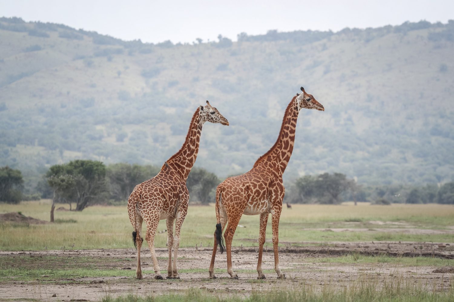 Holidays Safari in Rwanda