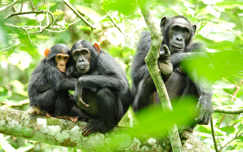 Rwanda Safaris Chimpanzees tracking Activities & Experiences