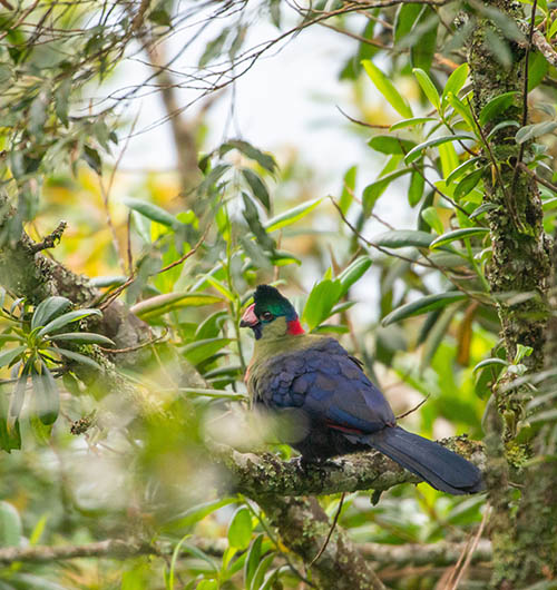 Birdwatching Tours in Rwanda