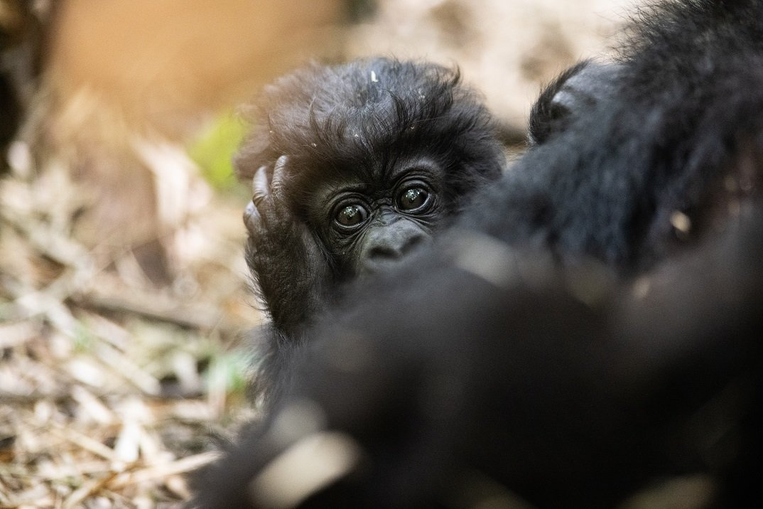 Gorilla trekking Tours in Rwanda