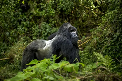 Gorilla Trekking Tours in Rwanda and Wildlife Safaris in Rwanda.