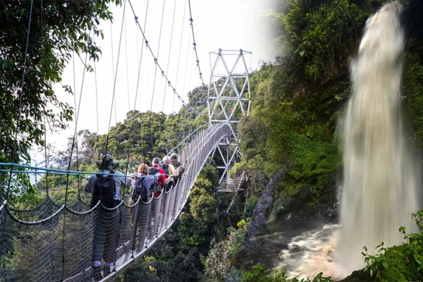 Nyungwe Forest Canopy Walk Adventure