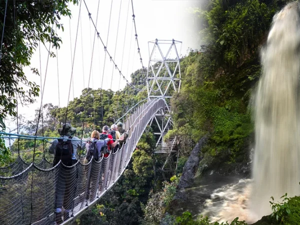 Nyungwe Forest Canopy Walk Adventure