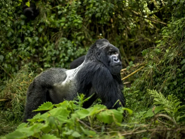 2 Days Gorilla Trekking Tour