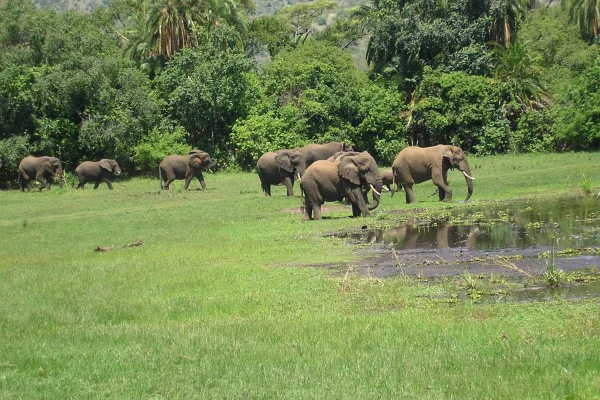 2 Days Akagera Wildlife Safari