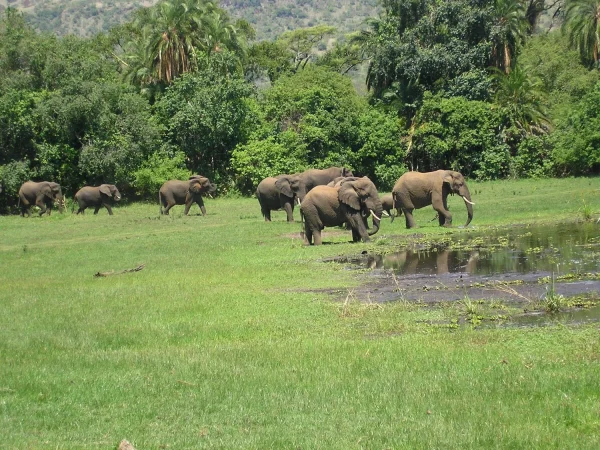 2 Days Akagera Wildlife Safari