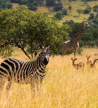 Akagera National Park