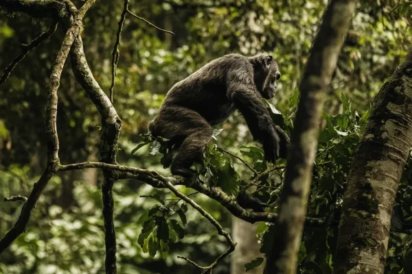 3 Days Nyungwe Primates Trekking Tour