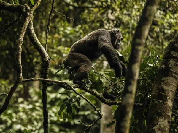 3 Days Nyungwe Primates Trekking Tour