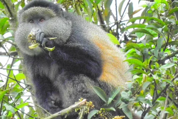 3 Days Gorilla Trekking Tour in Rwanda And Golden Monkey