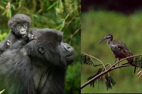 3 Days Gorillas Trekking And Birding Tour
