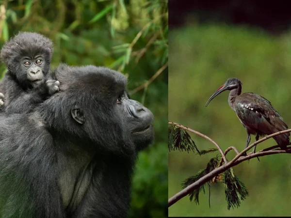 3 Days Gorillas Trekking And Birding Tour