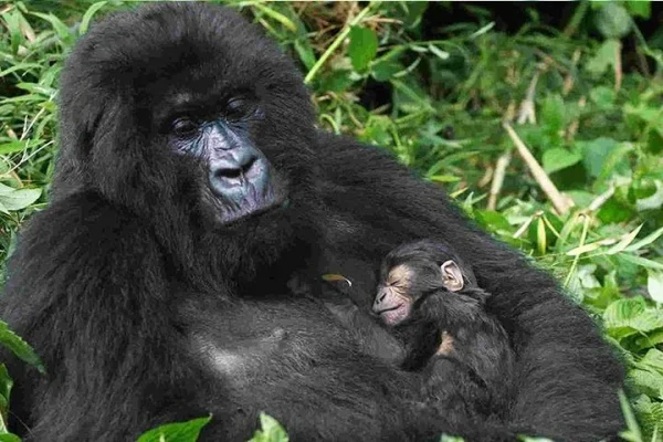 Gorilla Trekking Tour