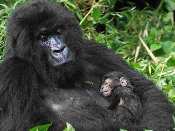 Gorilla Trekking Tour