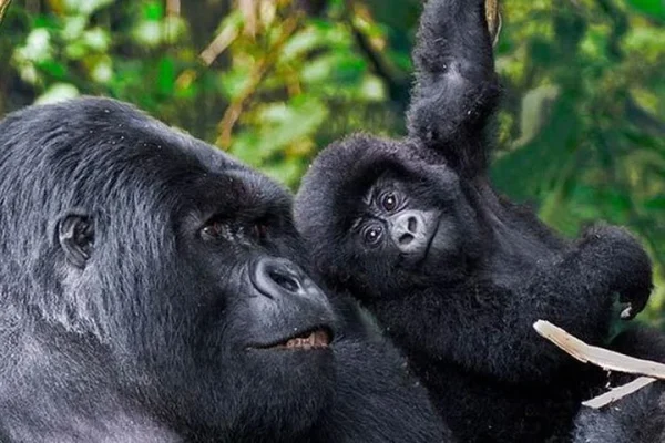 3 Days Trekking Mountain Gorillas In Rwanda