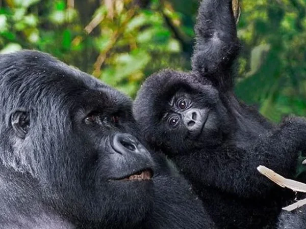 3 Days Trekking Mountain Gorillas In Rwanda