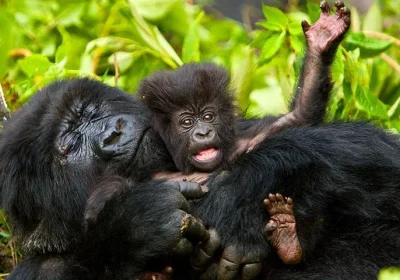 Gorilla Trekking in Rwanda: One Hour That Will Change You