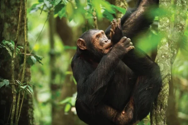 Chimpanzees Trekking Tour and Canopy Walk Adventure