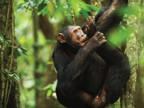 Chimpanzees Trekking Tour and Canopy Walk Adventure
